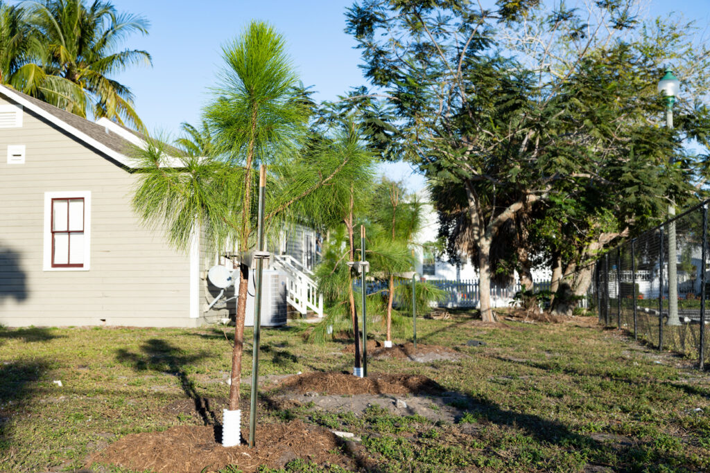 Trees planted in Delray Beach by Community Greening